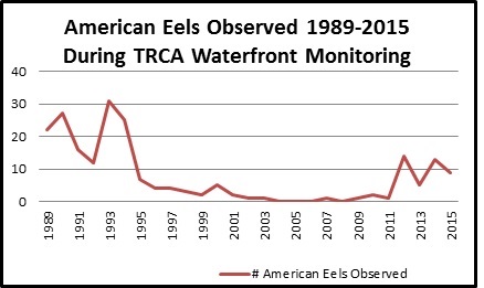 Chart showing a recent increase in the number of American Eels observed on TRCA properties