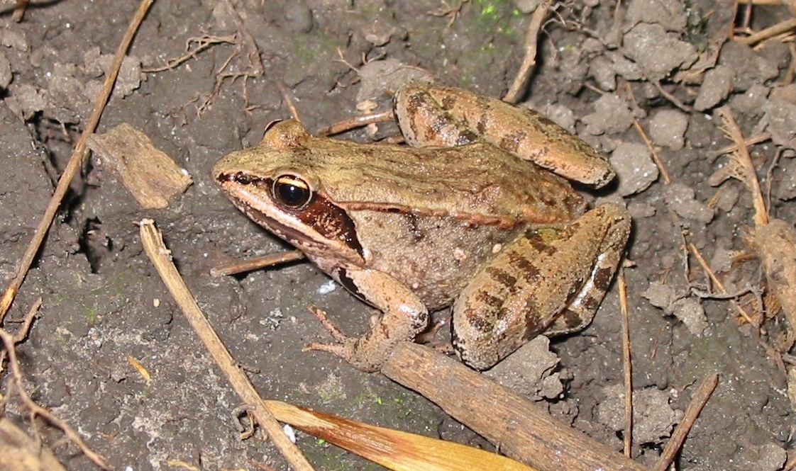 A frog photographed by the TRCA terrestrial monitoring team in a wetland area