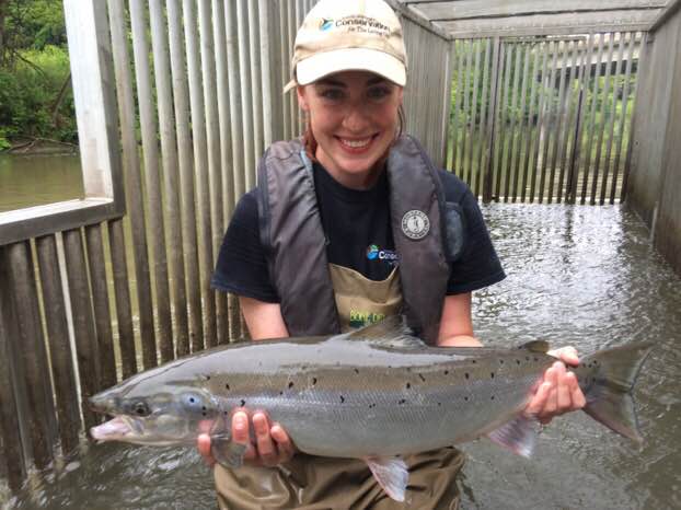 TRCA staff Katherine Hills holding an Atlantic salmon caught in the resistance board weir in Duffins Creek