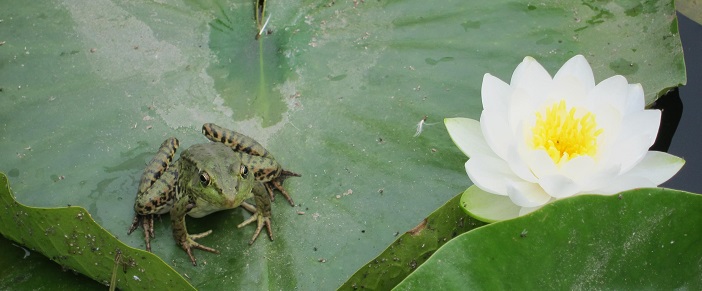 Green frog on lily pad
