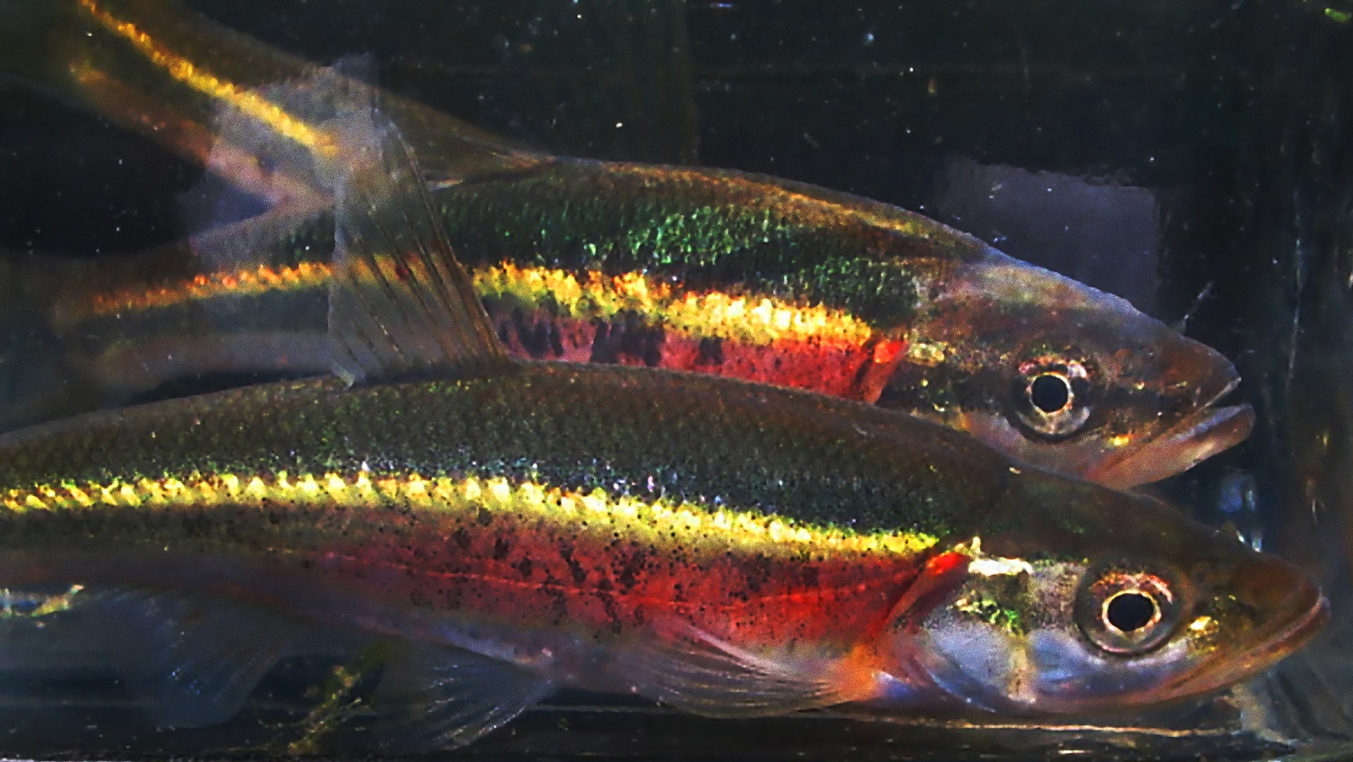 Redside Dace is a sensitive fish species found in the Seaton Development lands area