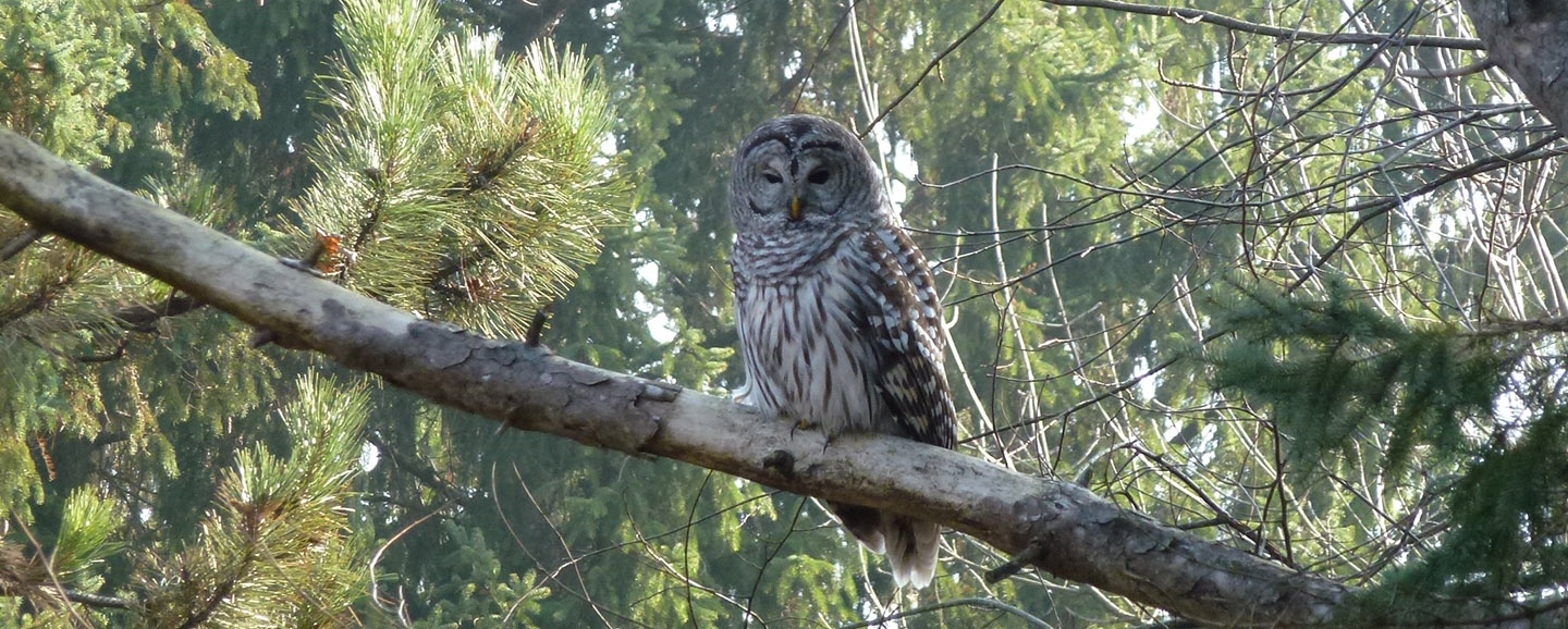 barred owl in tree at boyd conservation area