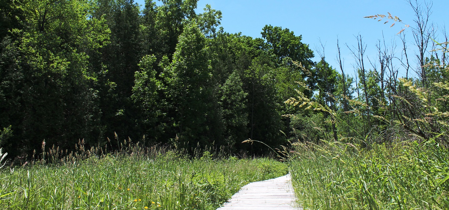 trail at bruces mill conservation park