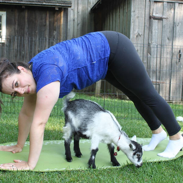 goat yog at black creek pioneer village