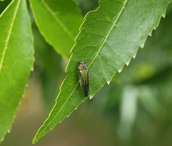 Emerald Ashborer on a leaf