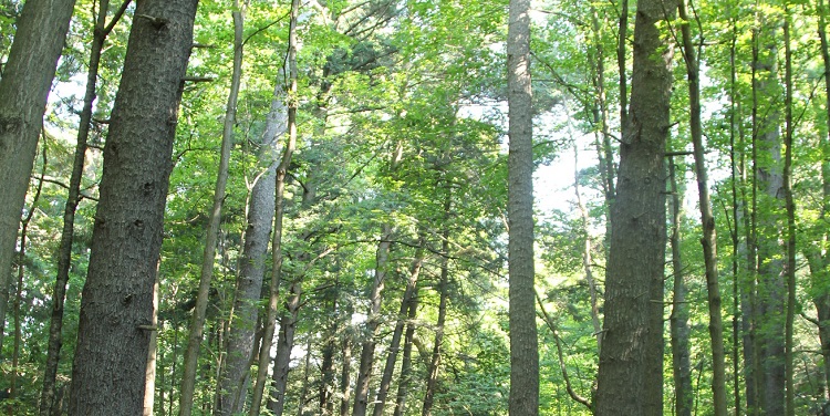 TRCA climate change forest canopy study