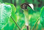 Plant, Jack In The Pulpit