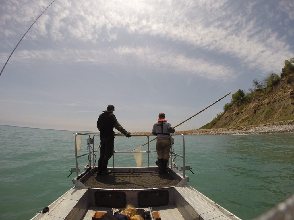 Staff electrofishing from a boat