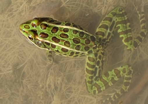Leopard frog in a wetland