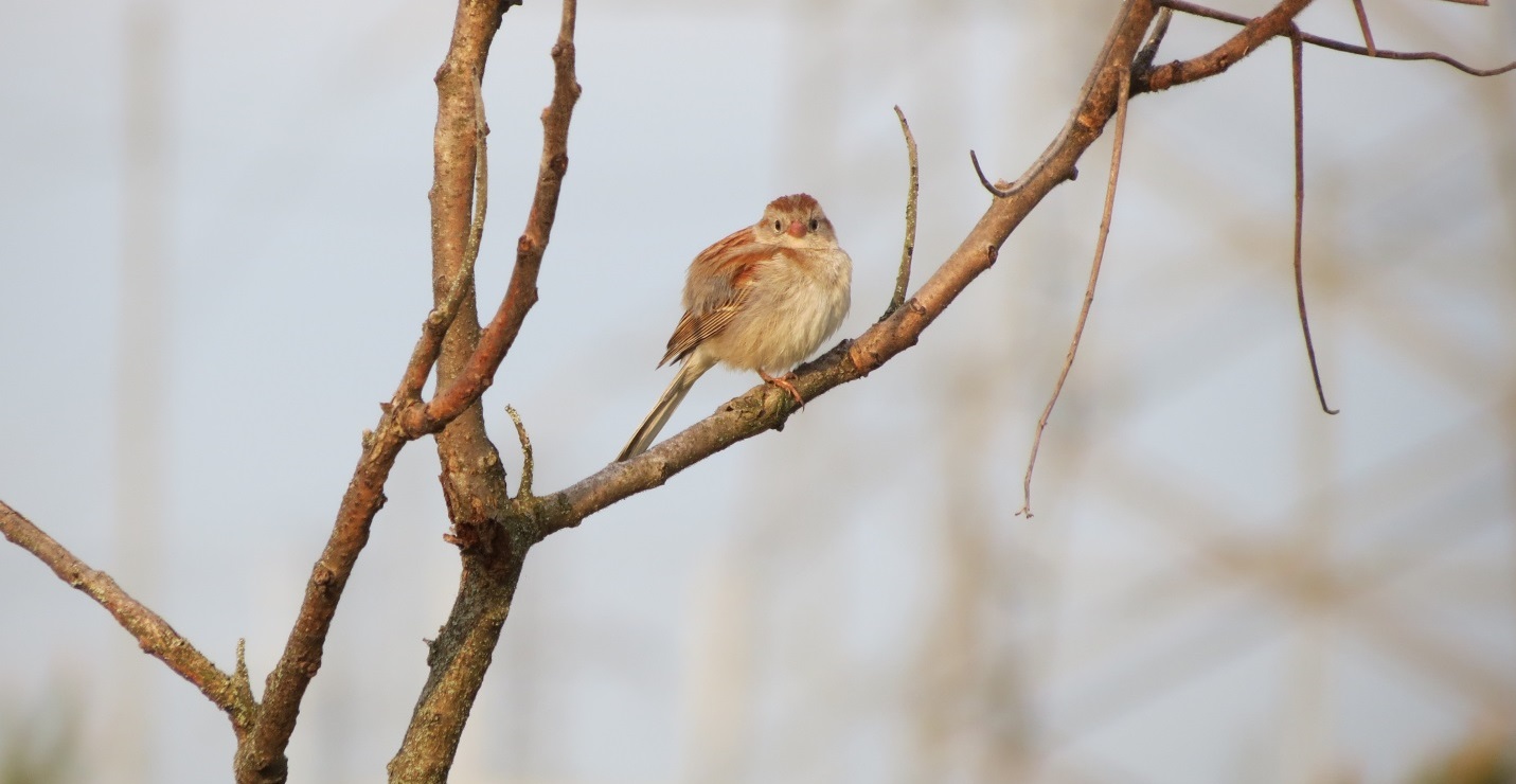 field sparrow is an example of local flora and fauna in TRCA watersheds