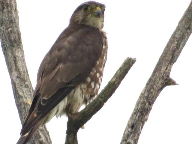 merlin is an example of local flora and fauna in TRCA watersheds