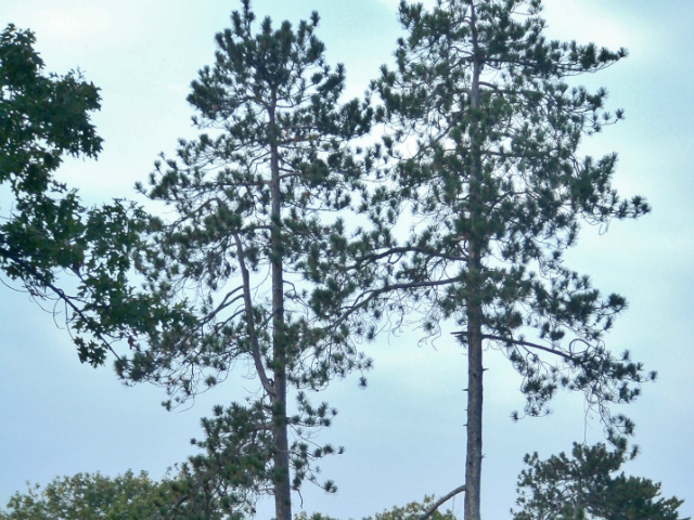 red pine tree is an example of local flora and fauna