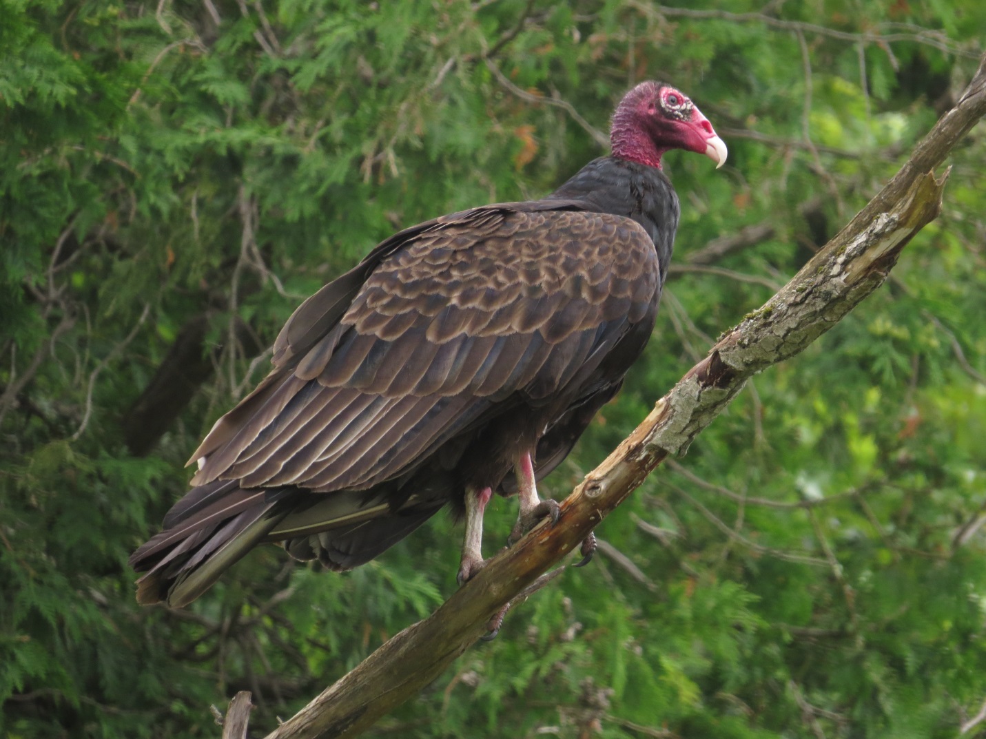 turkey vulture is an example of local flora and fauna in TRCA watersheds