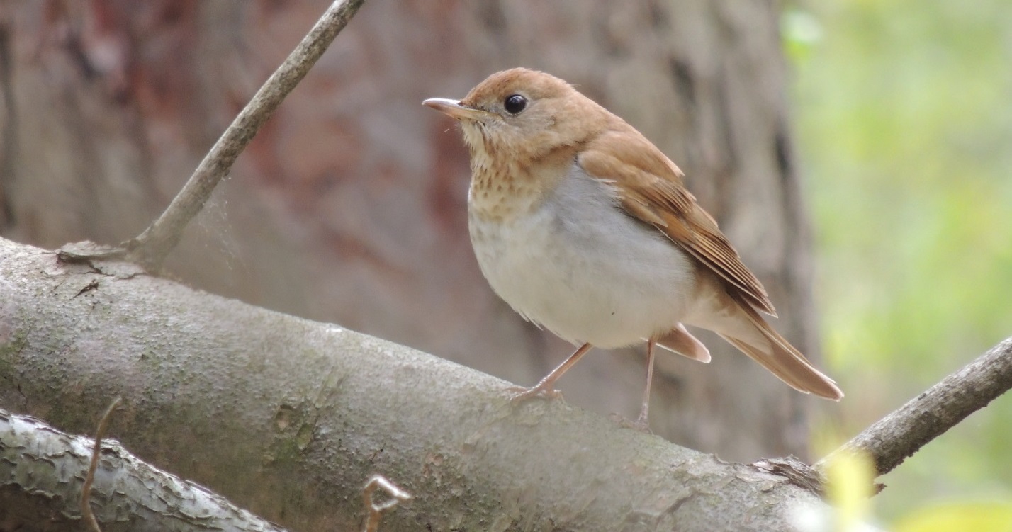Veery is an example of local flora and fauna in TRCA watersheds