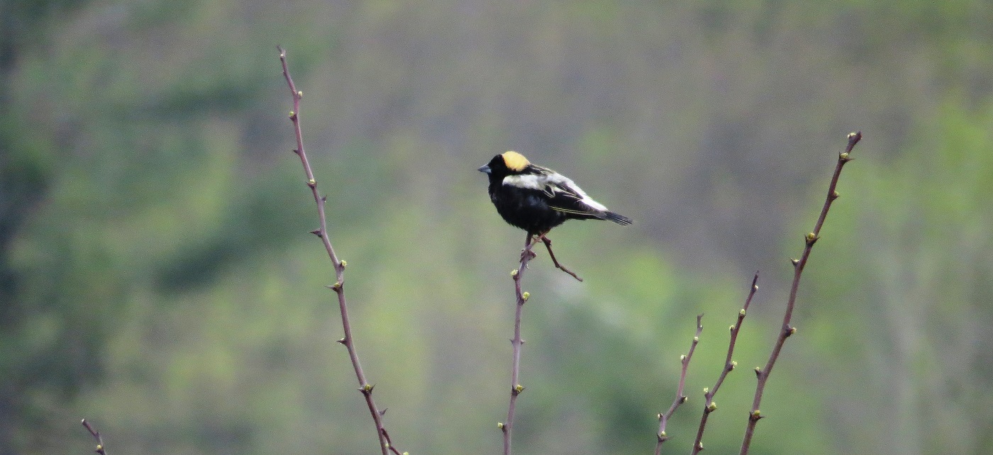 bobolink is an example of local flora and fauna in TRCA watersheds