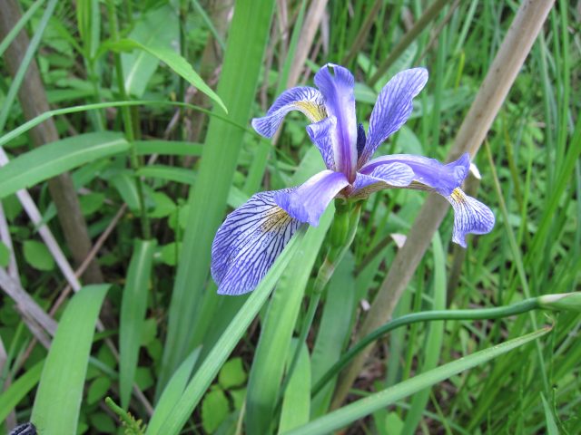 Blue Flag Iris is an example of local flora and fauna