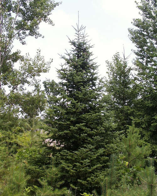 Balsam fir (Abies balsamea)