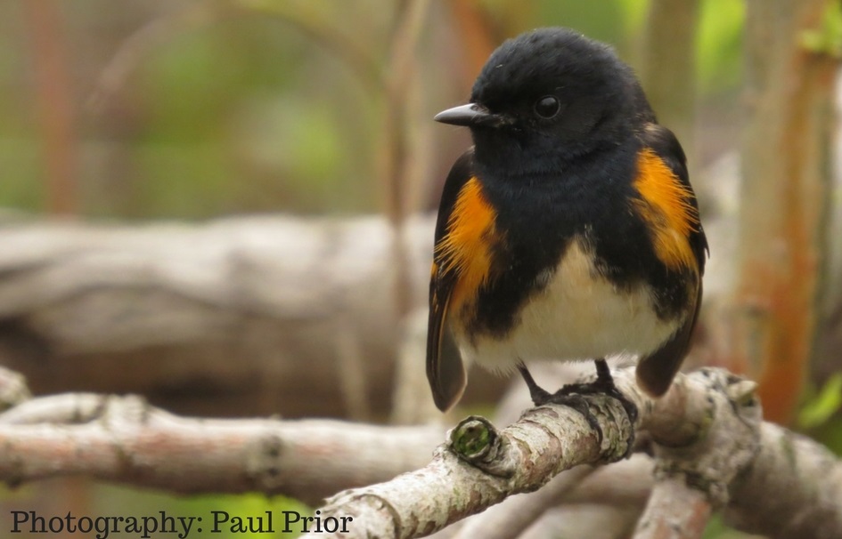 American redstart perched on a branch
