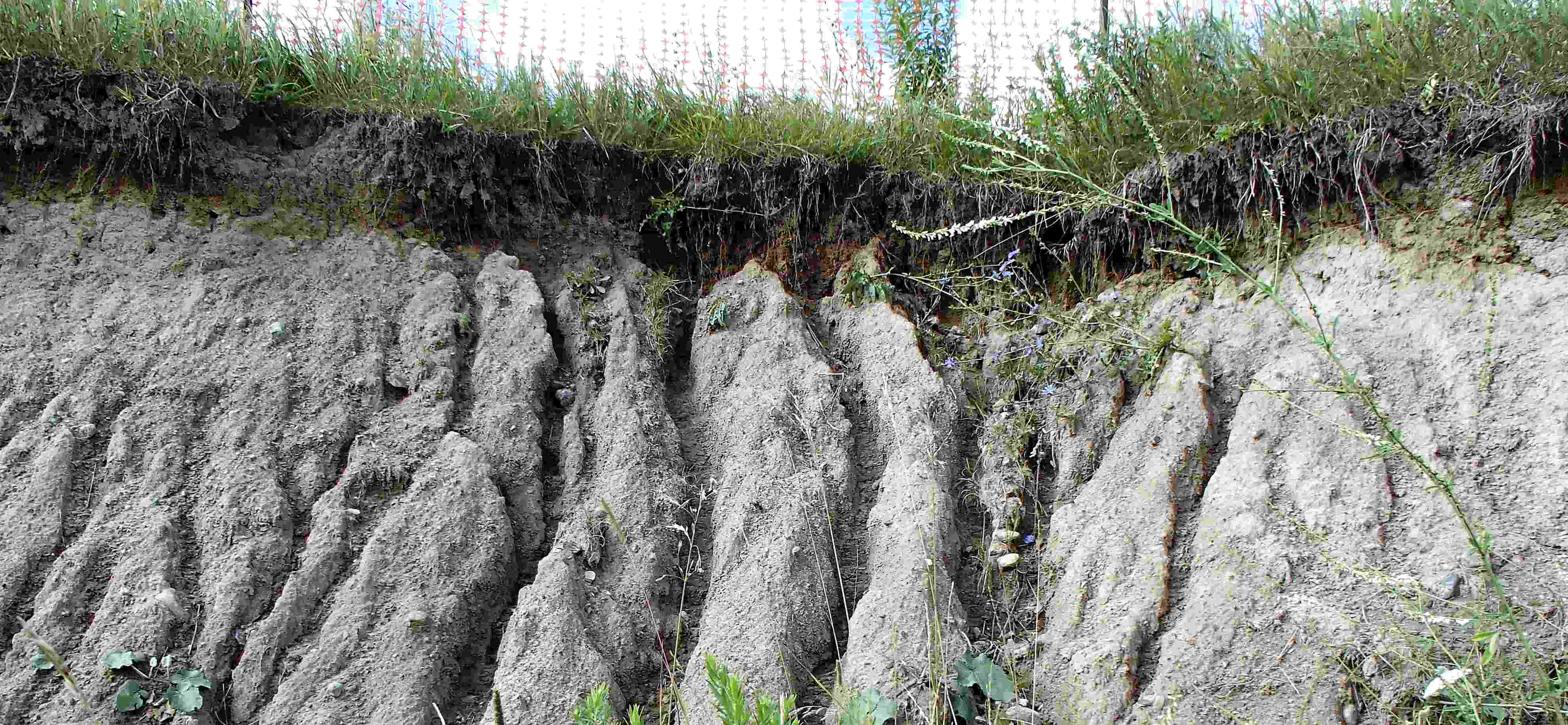 This image is a front facing view of an eroding bank where grass turf is located at the top of the bank. The face of the slope features deep furrows called rill erosion which has resulted from water runoff being directed towards the unprotected slope face.