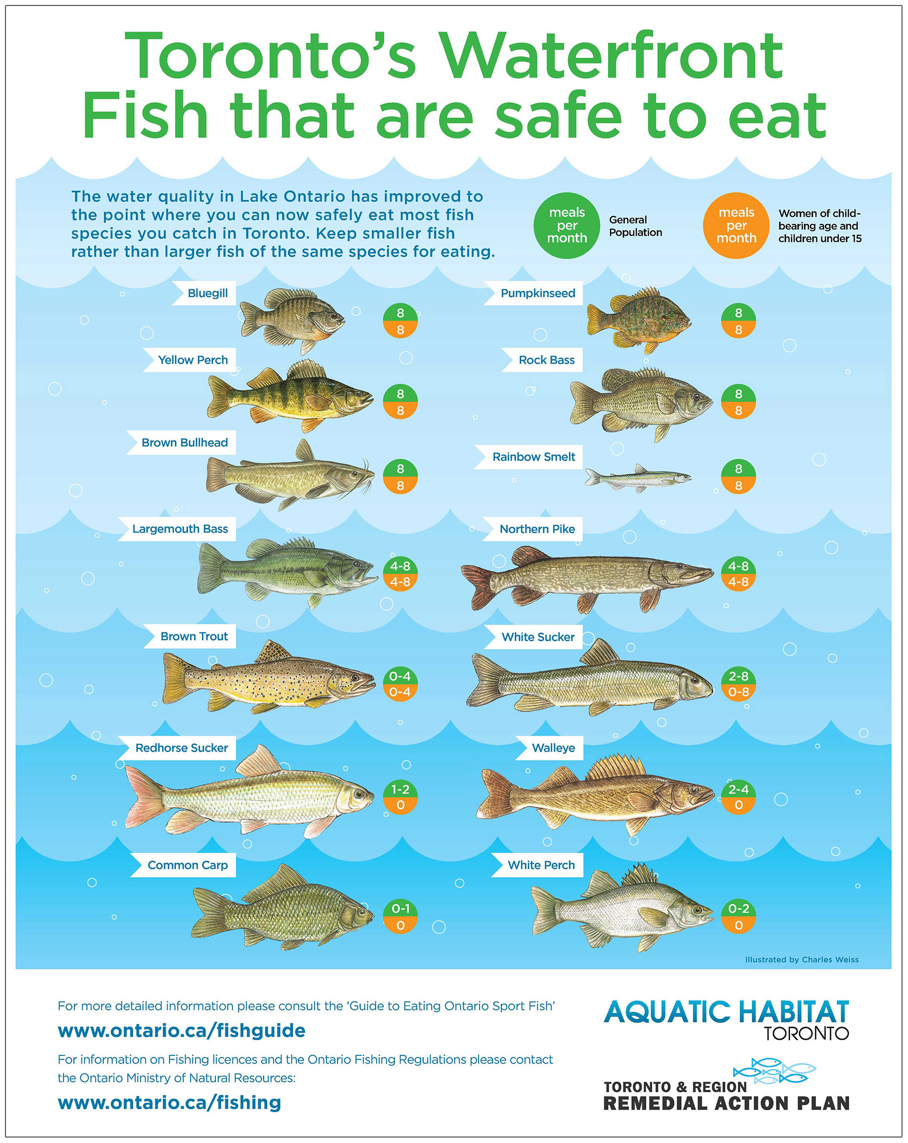 guide to fish from the Toronto waterfront that are safe to eat