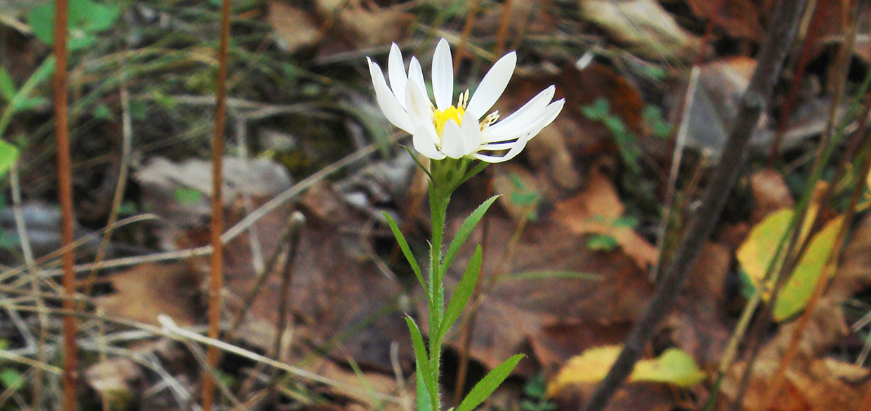 hairy aster