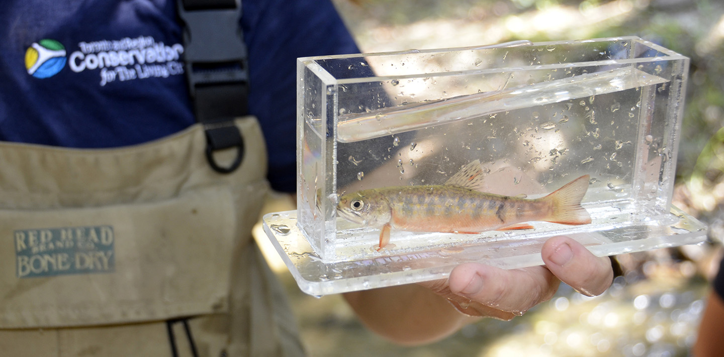TRCA monitoring staff holds young brook trout