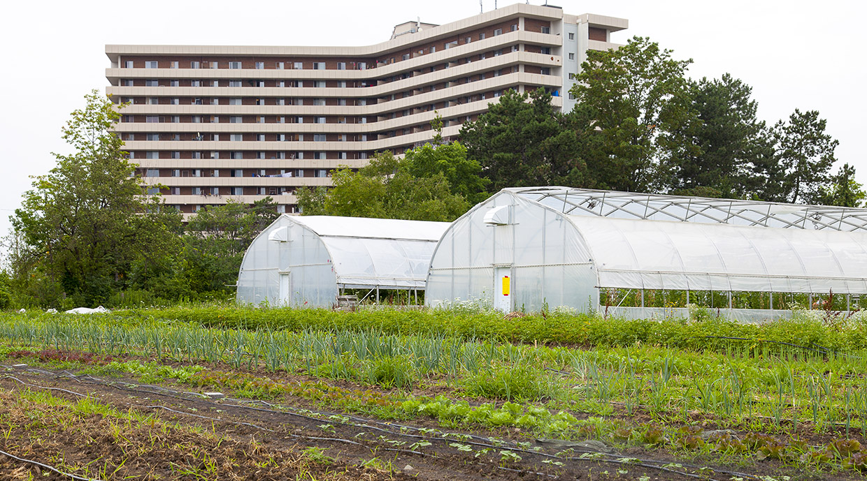 field and greenhouses at Black Creek Community farm