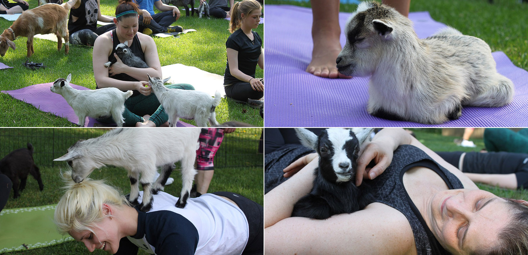 montage of images from goat yoga class at Black Creek Pioneer Village