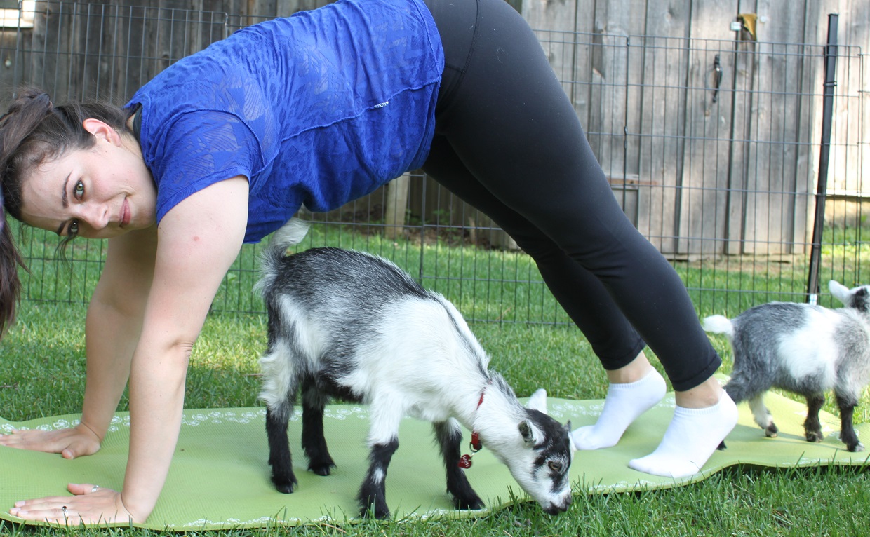 goat yoga class at Black Creek Pioneer Village