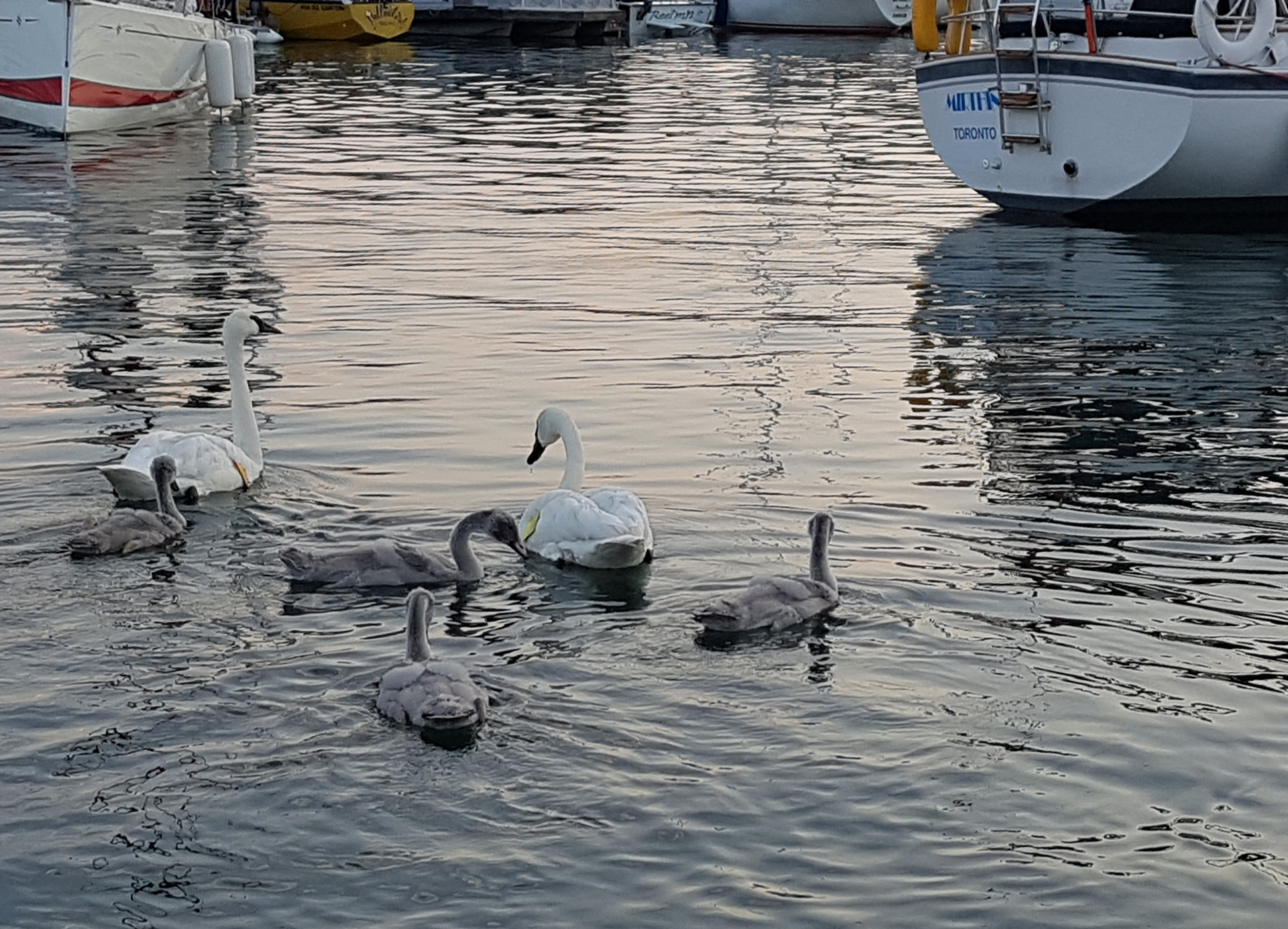 Trumpeter Swans at the marina