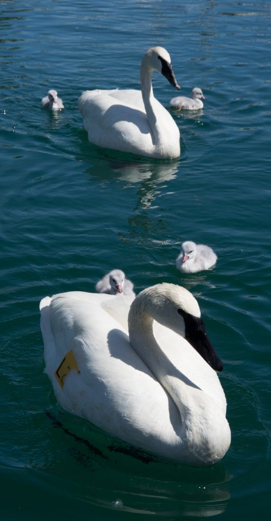 A family of Trumpeter Swans