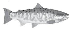 Coho Salmon (Oncorhynchus kisutch)