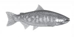 Chinook Salmon (Oncorhynchus tshawytscha)