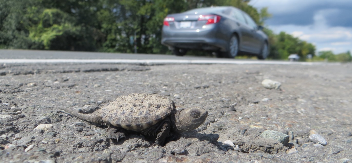 baby snapping turtle on side of road
