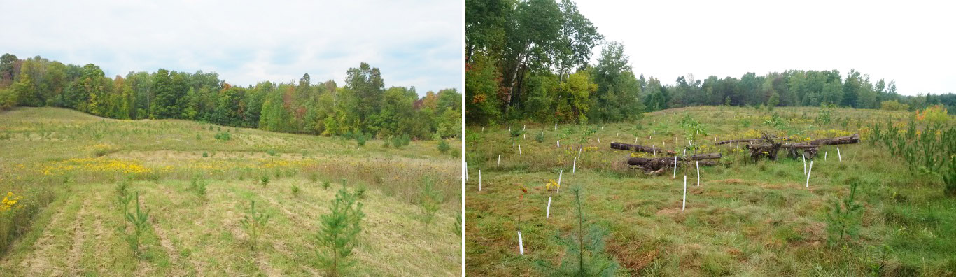 Bolton Resource Management Tract reforestation project