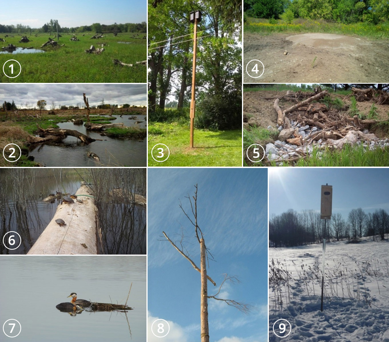 essential wildlife habitats used in TRCA restoration projects