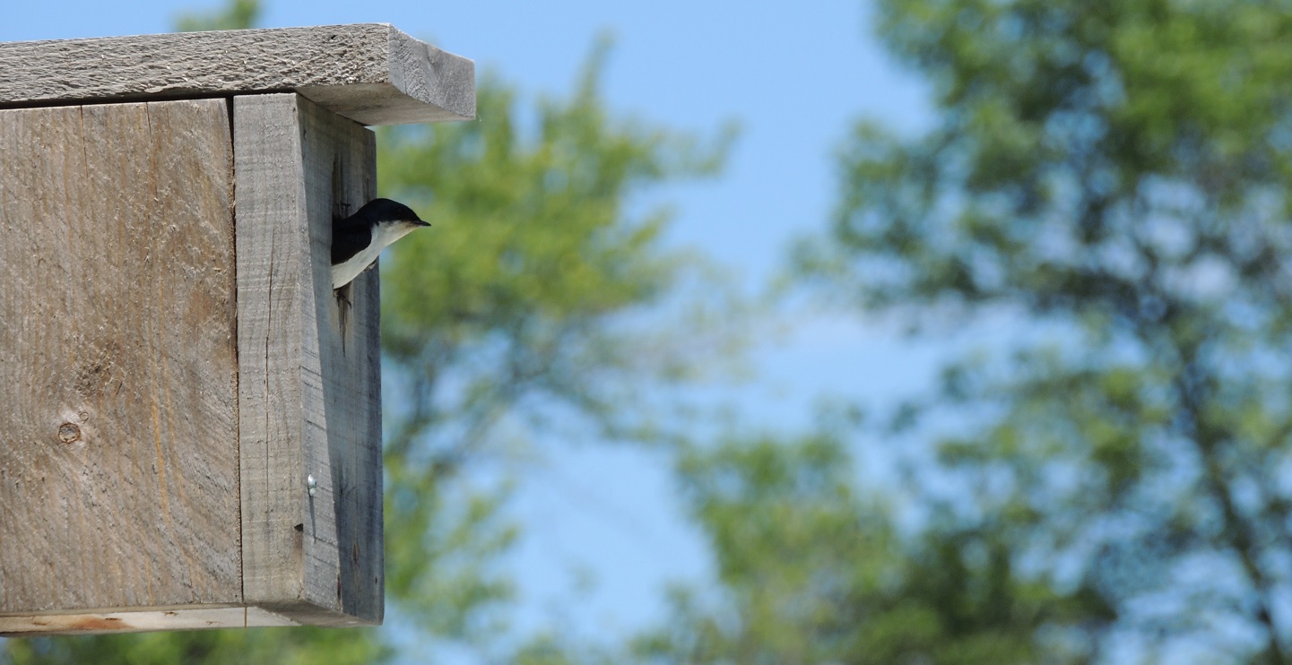 tree swallow in wooden nesting box