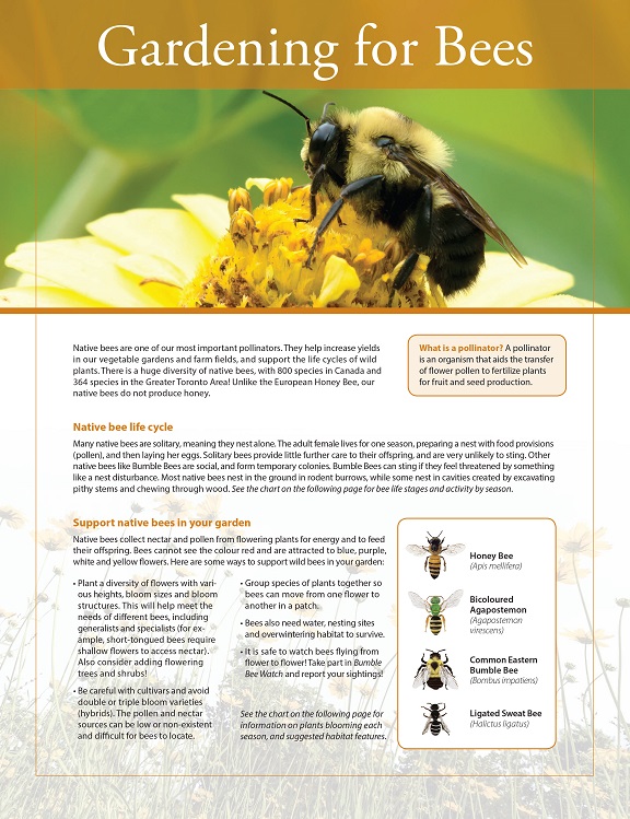 front page of TRCA Gardening for Bees fact sheet