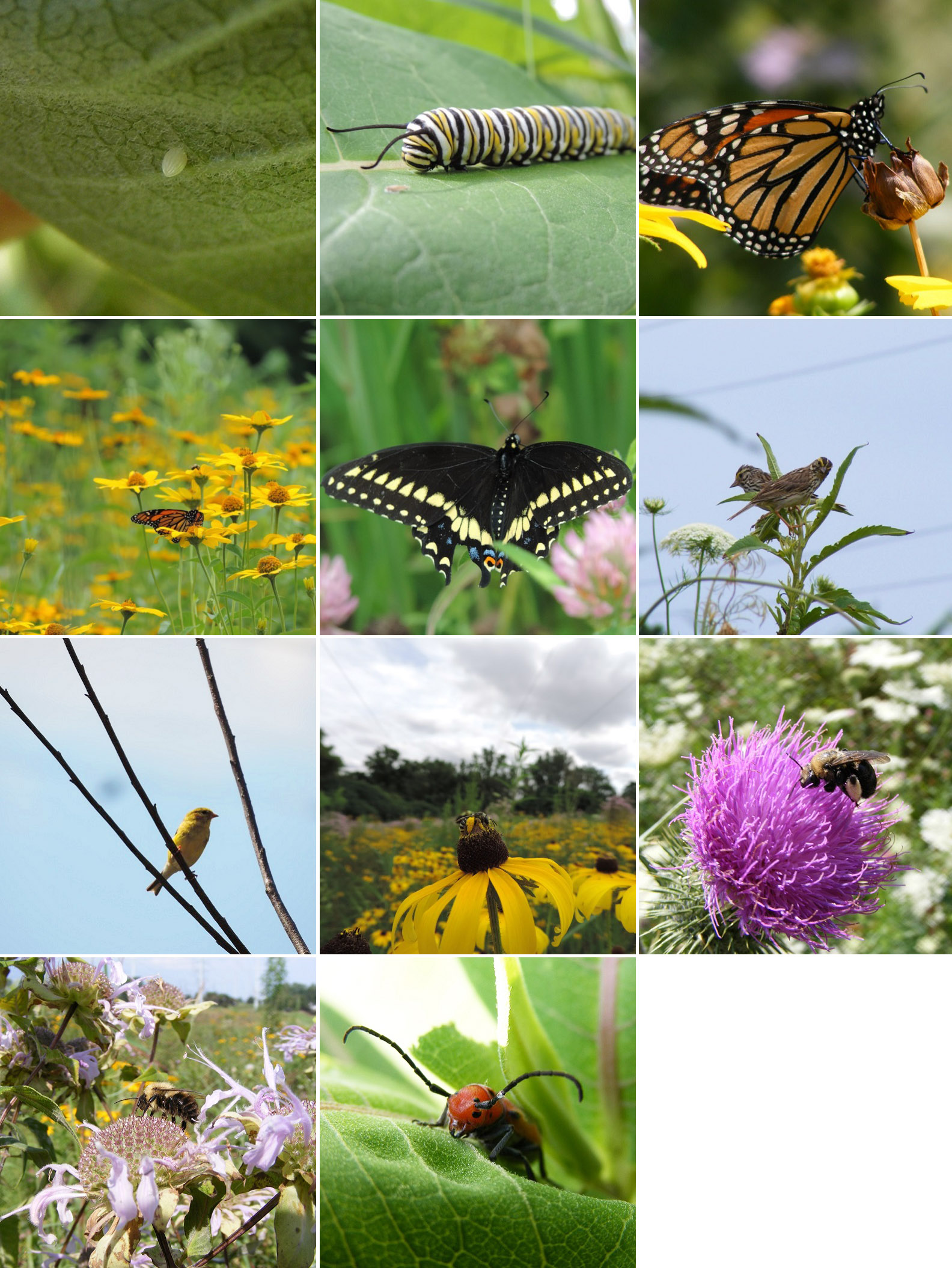 images of meadow wildlife