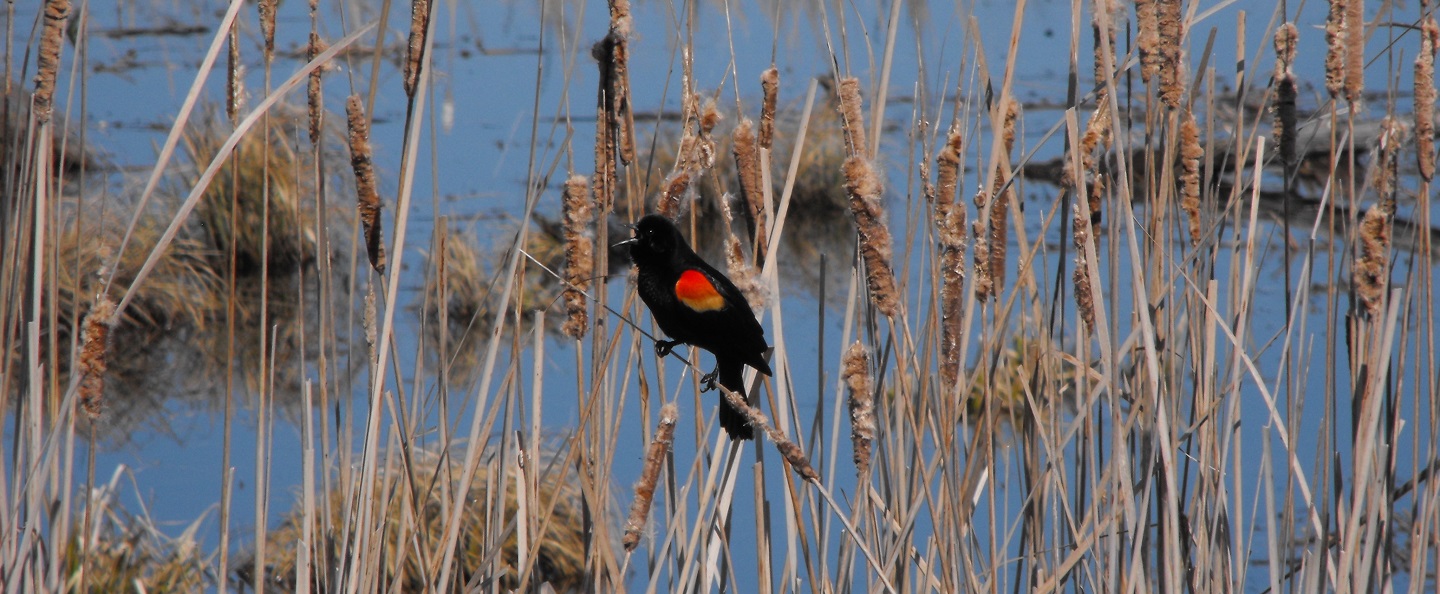 red-winged blackbird in wetland