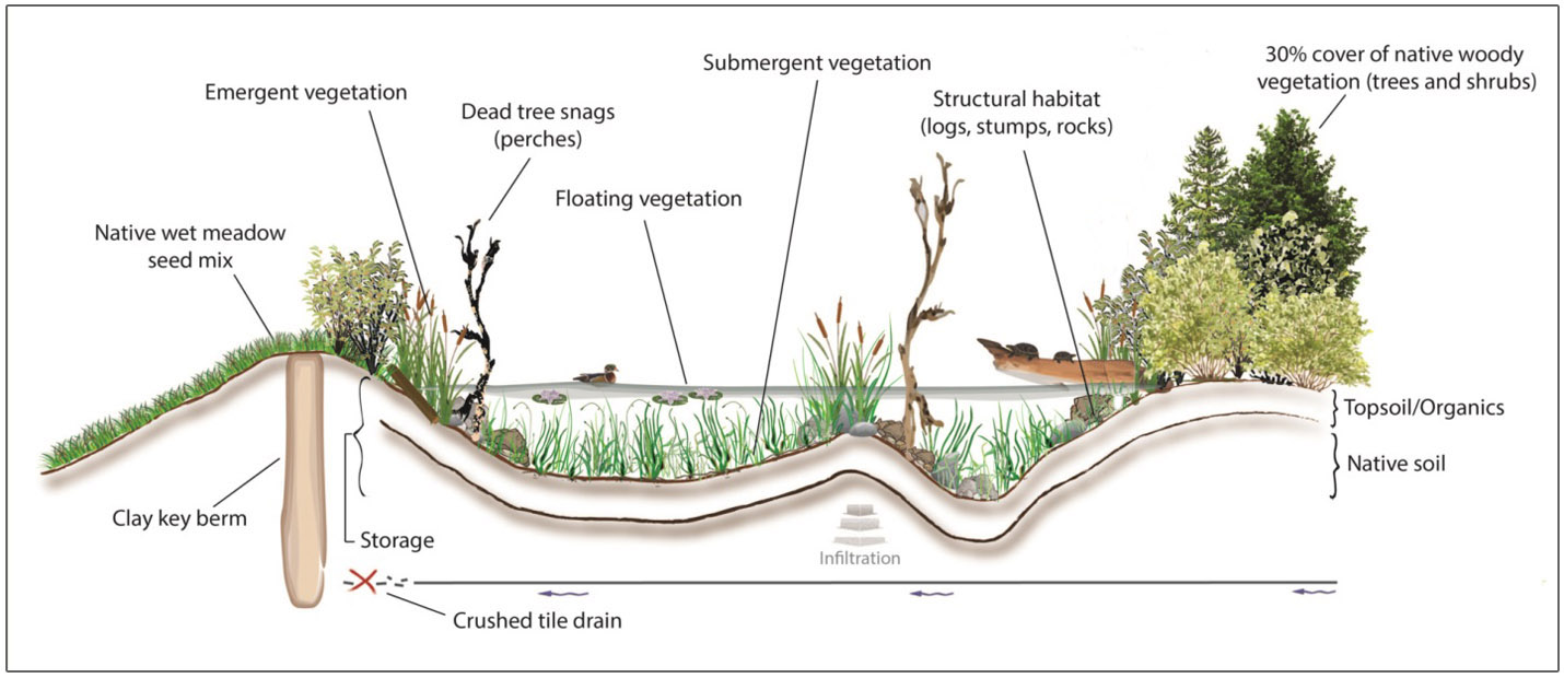cross-sectional diagram of wetland