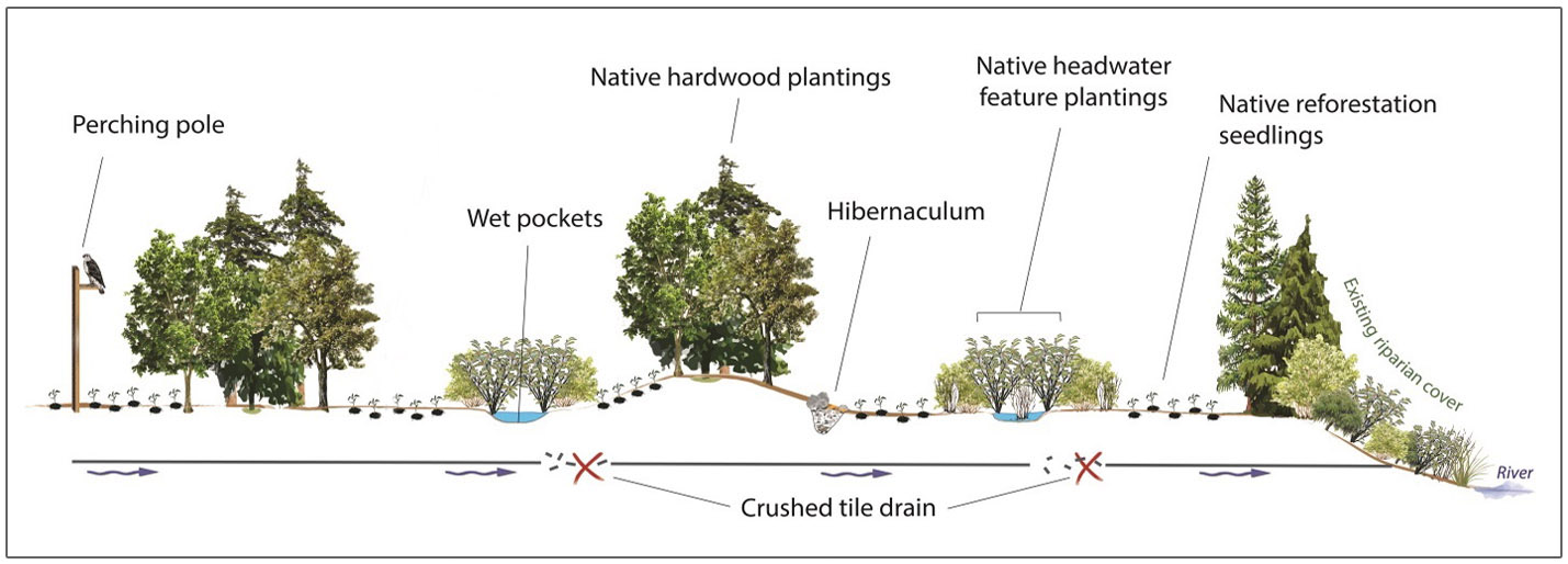 diagram showing cross-section of enhanced reforestation techniques