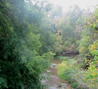 forest and stream in West Bolton