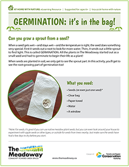 cover page of The Meadoway germination e-learning worksheet