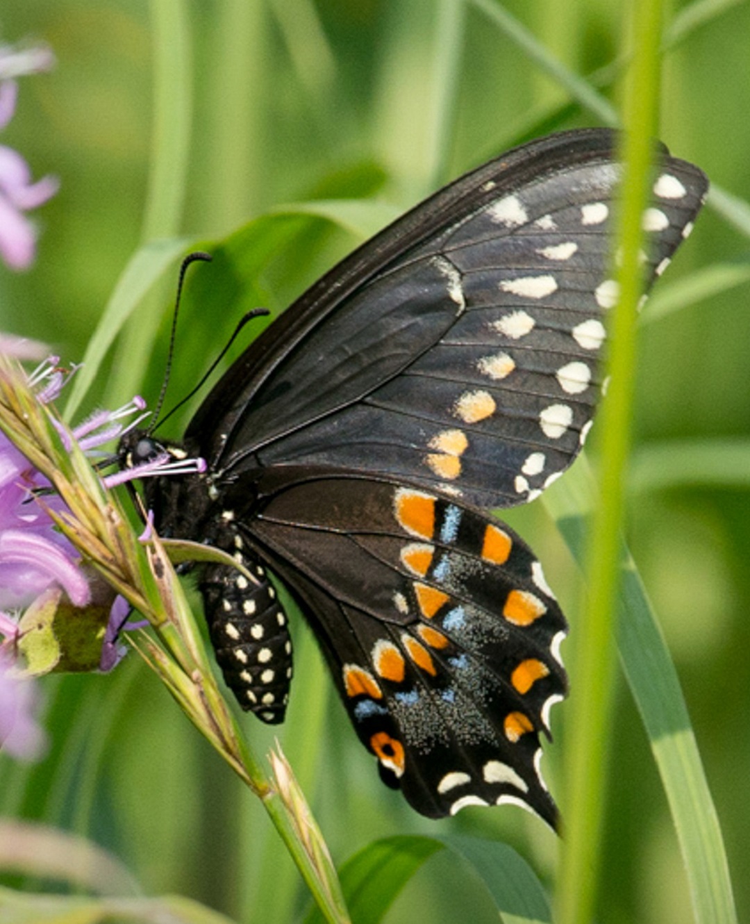 butterfly pollinates flower