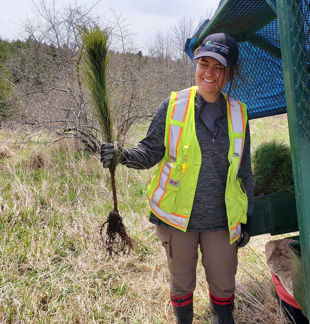 TRCA team member working on reforestation project