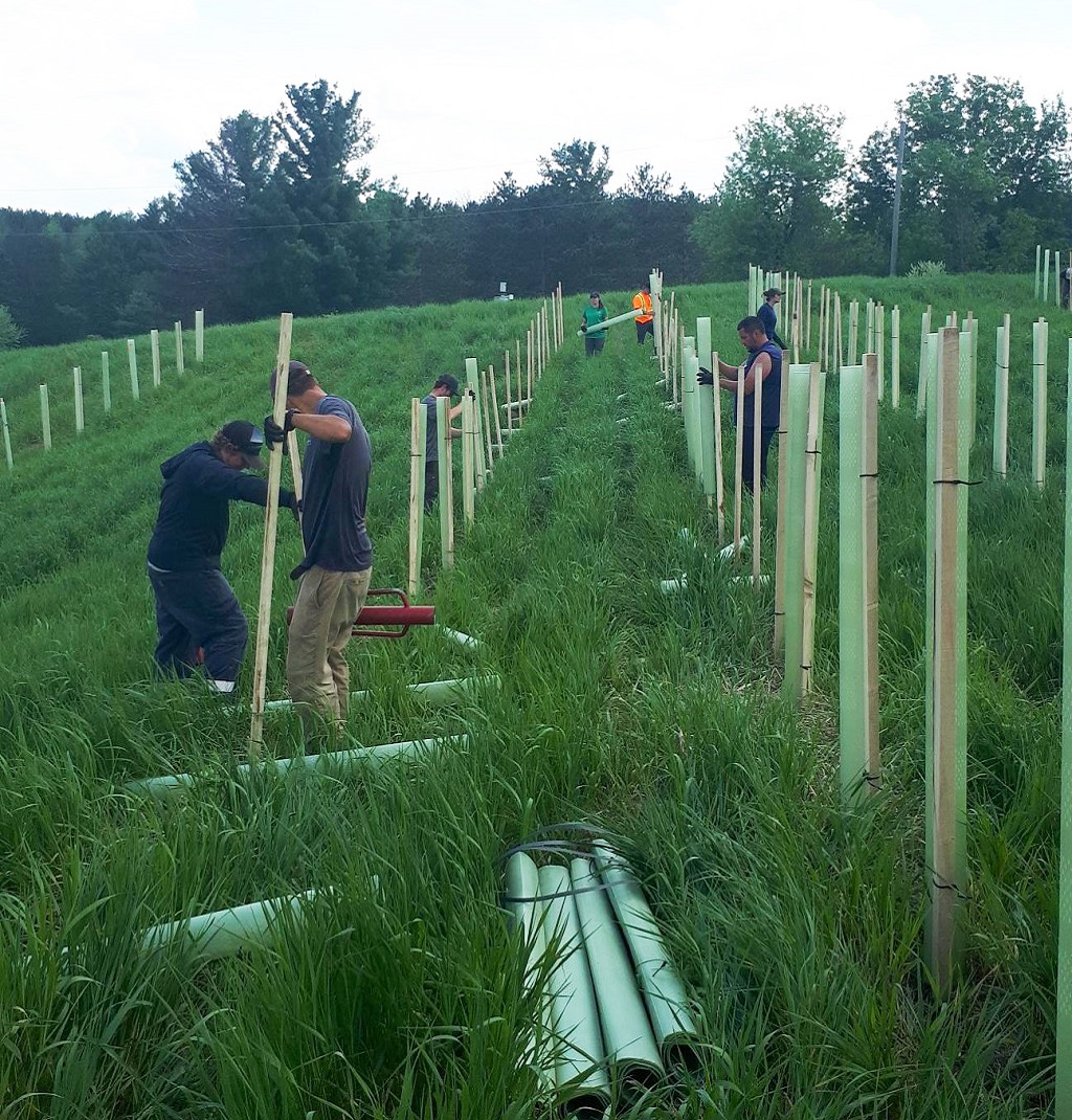 TRCA reforestation crew plants stakes in ground on rural property