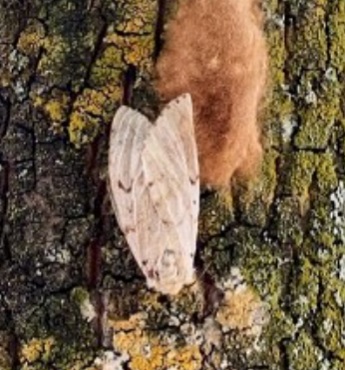 gypsy moth adult female