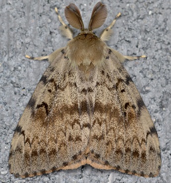 gypsy moth adult male