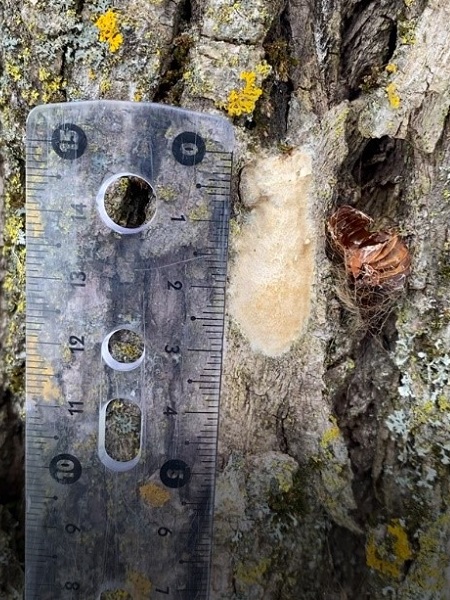 gypsy moth egg mass on tree trunk